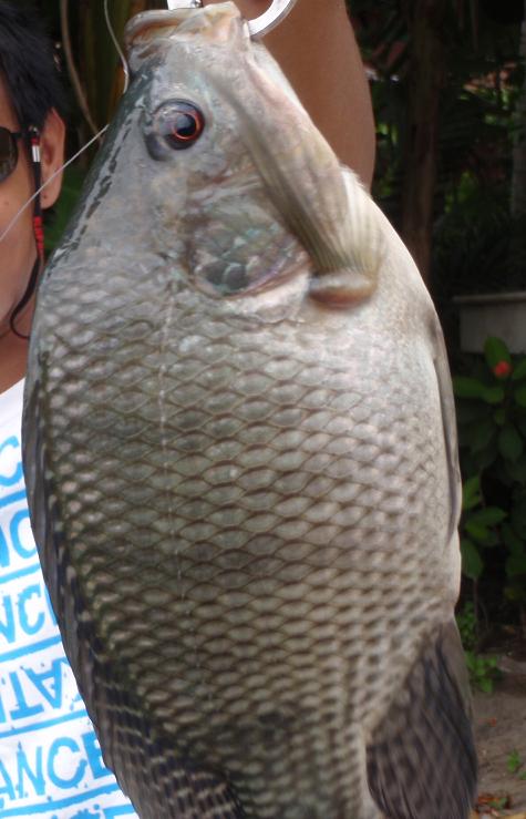 Which bait can be used to catch tilapia?