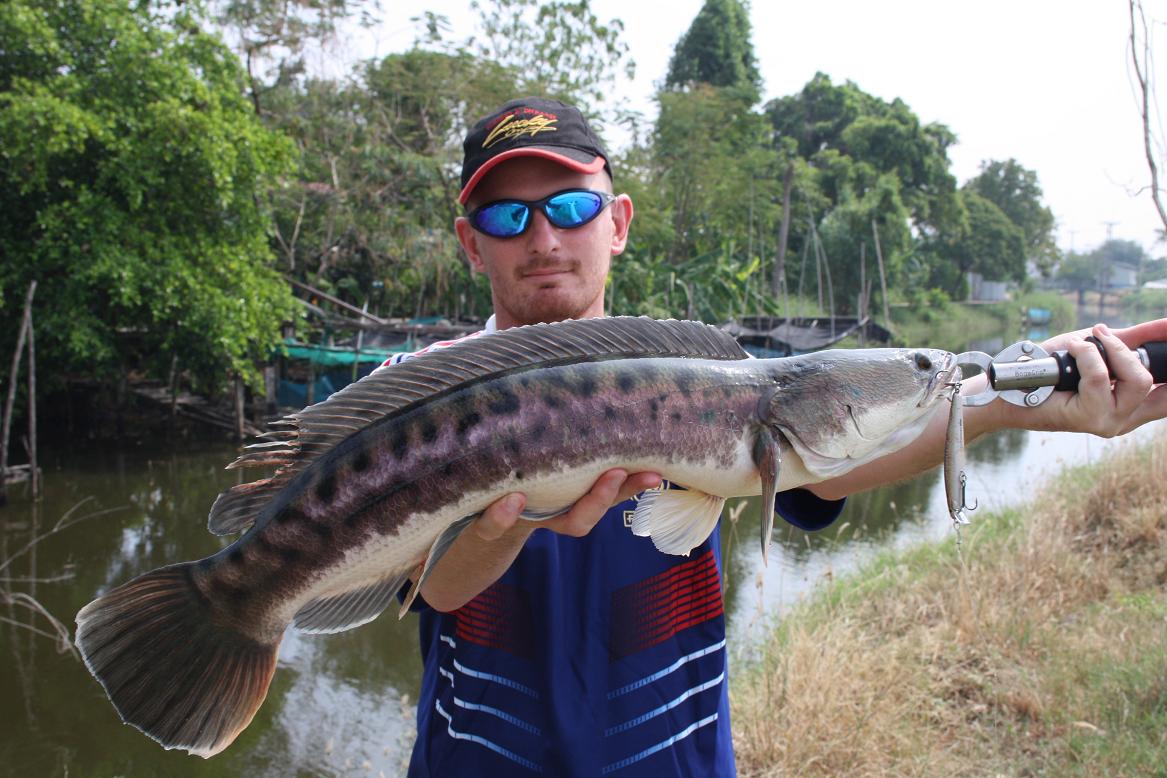 Biggest Snakehead Fish,Snakehead Fish Pictures, Snakehead Fish, Snakehead Fish Informations, Snakehead Fish Photos, Snakehead Fish Fishing