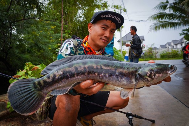 street fishing chado with oz bangkokhooker giant snakehead